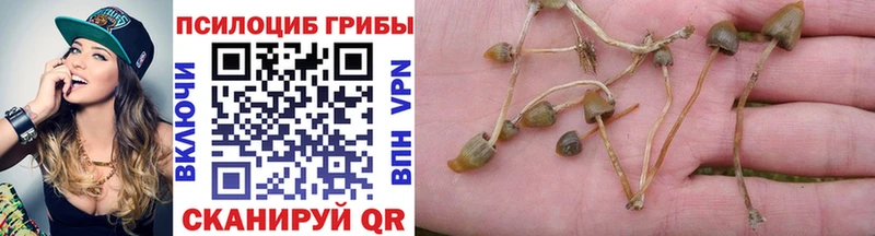 Псилоцибиновые грибы Psilocybe  Купить закладки  Ангарск 